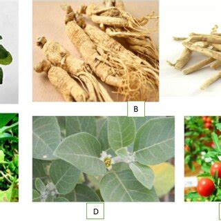 Vernacular names of Withania somnifera. 6 | Download Scientific Diagram