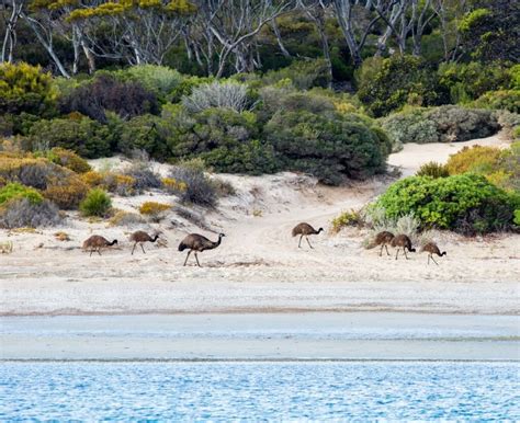 Visit the Seafood Capital of Australia: Port Lincoln, South Australia