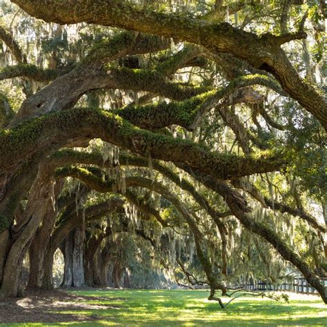 Plantation Tours in Natchitoches, Louisiana | USA Today