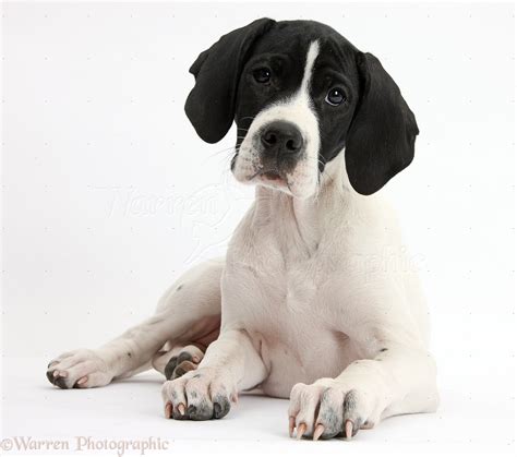 Dog: English Pointer puppy photo WP38689