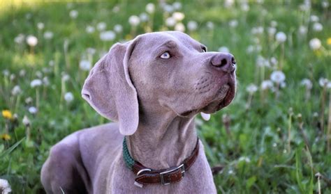 Weimaraner Lab Mix: The rare Labmaraner