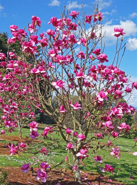 Here’s Why You Should Plant a Magnolia Tree in Your Garden | Tree ...