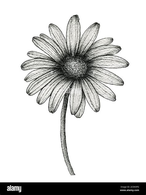 Daisy Flower Black And White Drawing