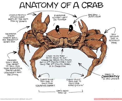 Sheldon® Comic Strip: Daily webcomic by Dave Kellett | Marine biology, Marine animals, Crab art