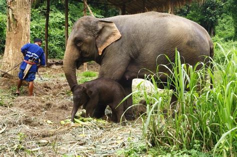 Elephant Conservation Center : Let’s see those lovely elephants