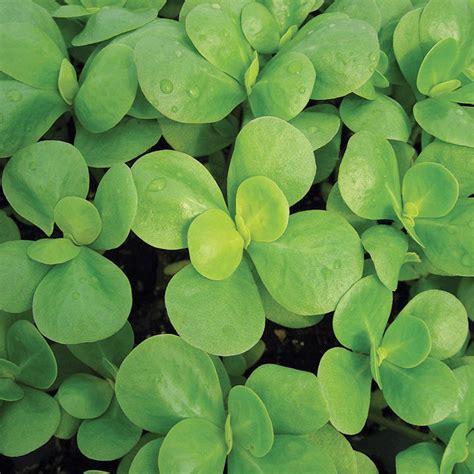 LimaJa Green Purslane Seeds, 500 Portulaca Olerace Sativa Herb Edible Duckweed & - Plants, Seeds ...