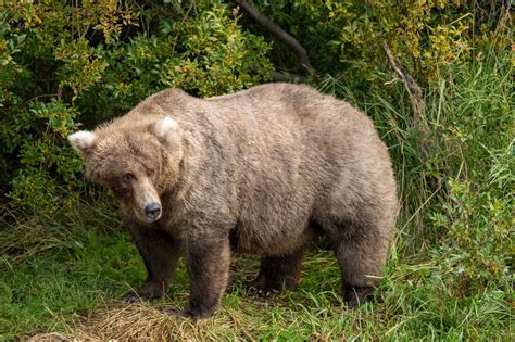 Fat Bear Week 2022: A guide to the grizzly competition : NPR