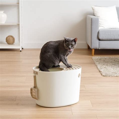 The 8 Best Cat Litter Boxes For Small Spaces In 2022