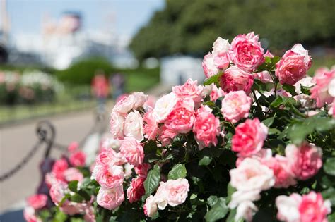 Rose garden,japan,rose,free pictures, free photos - free image from ...