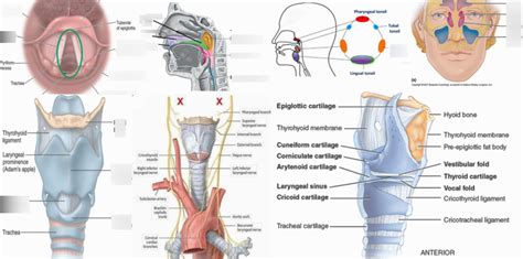 Upper Airway Anatomy