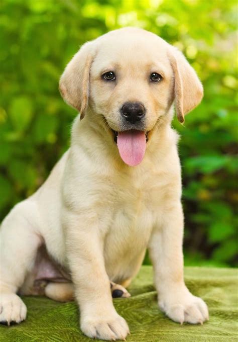 LABRADOR RETRIEVER PUPPY GLOSSY POSTER PICTURE PHOTO PRINT dog golden ...