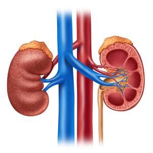 Prerenal Azotemia – Kidneypedia