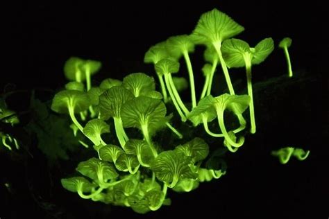 Bioluminescent mushrooms. Close-up of the bioluminescing (Photos Framed ...