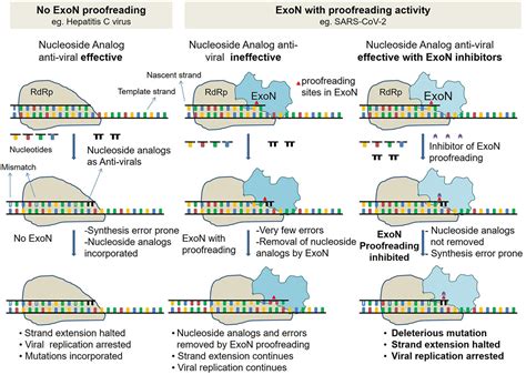 Frontiers | Combining SARS-CoV-2 Proofreading Exonuclease and RNA-Dependent RNA Polymerase ...