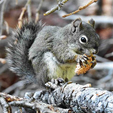 Gray Squirrel Kentucky State Animal