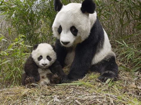 Panda Reproduction - Facts about Panda Births