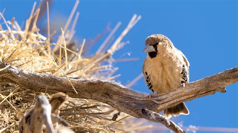 Weaver Bird Nest