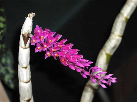 Grow and care Dendrobium secundum orchid - Toothbrush orchid | Travaldo ...