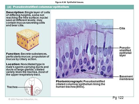 pseudostratified columnar epithelium function and location - Google ...