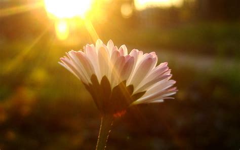 sunshine flower by herosquirrel on DeviantArt