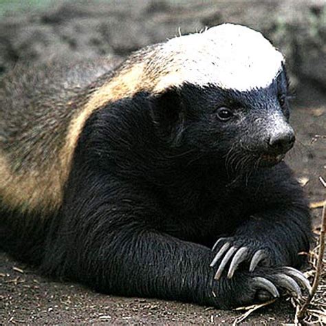 The slower you go the bigger your world gets • The honey badger (Mellivora capensis), also known...