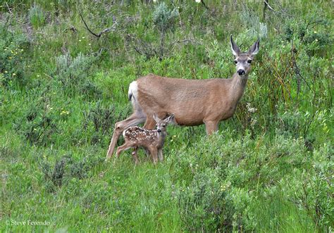 "Natural World" Through My Camera: MULE DEER DOE with FAWN