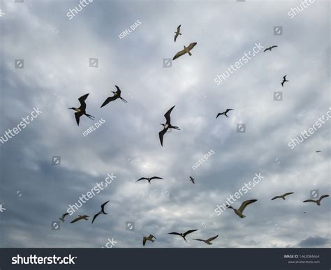 Beautiful Show Two Types Seagulls Flight Stock Photo 1462084664 ...