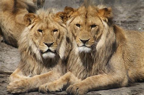 London Zoo Lions - Tourist England