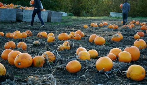 Start A Pumpkin Patch To Increase Small-Farm Profits - Hobby Farms