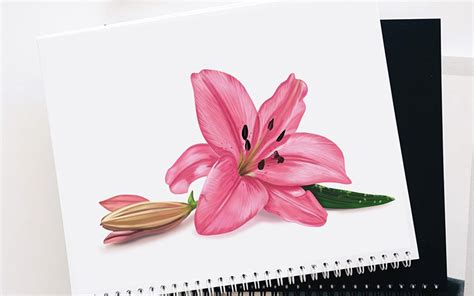 How To Draw A Lily