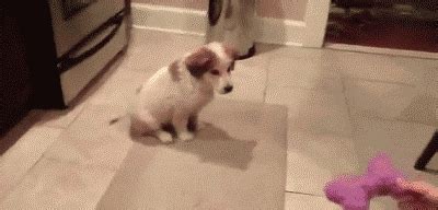 Funny Puppy GIF - Find & Share on GIPHY