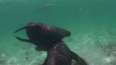 Sea Lion Clapping Stock Footage Video 13704764 - Shutterstock