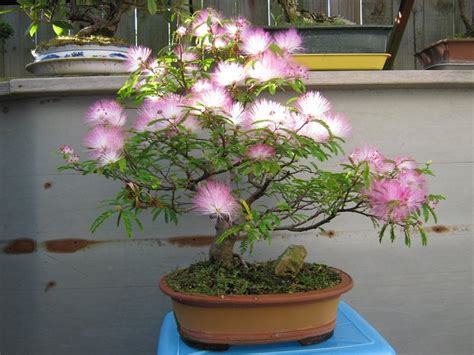 Bonsai Southern Mimosa Silk Tree Albizia julibrissin - 15 Seeds