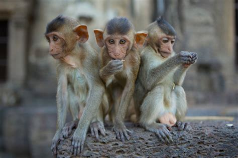 Monkeys Built to Mimic Autism-Like Behaviors May Help Humans - The New ...