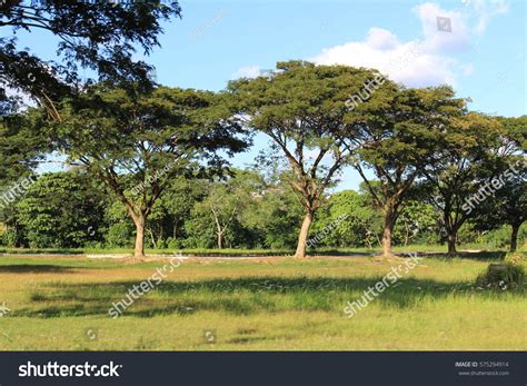 Philippine Acacia Trees Stock Photo 575294914 | Shutterstock