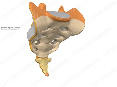 Auricular Surface of Sacrum | Complete Anatomy