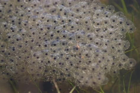 Common frog eggs stock photo. Image of water, close, outdoor - 72823284