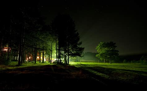 Night Forest HD wallpaper