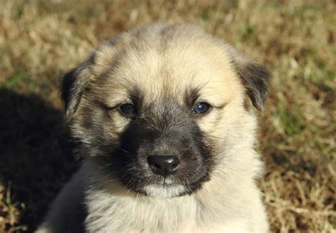 Anatolian Shepherd Dog Puppies For Sale - AKC PuppyFinder