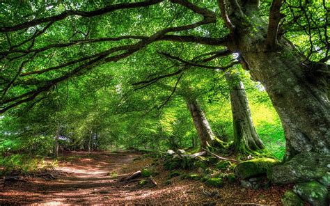 640x1136px | free download | HD wallpaper: forest high resolution desktop backgrounds, tree ...