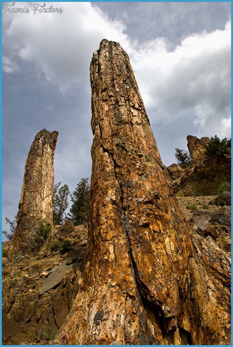 Yellowstone Petrified Trees - TravelsFinders.Com