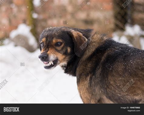 Barking Enraged Angry Image & Photo (Free Trial) | Bigstock