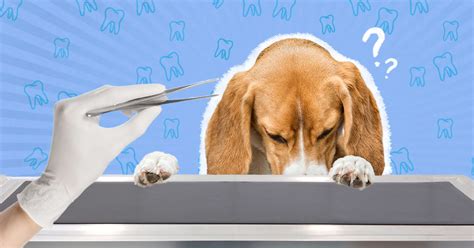 What To Do If Your Dog Needs A Tooth Extraction - DodoWell - The Dodo