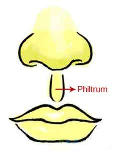 Face Reading Philtrum, Lip Crease, Vertical Groove on the Upper Lip