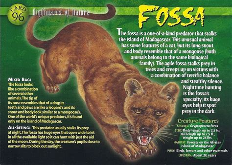 Fossa | Animals wild, Wild animals pictures, Fossa animal