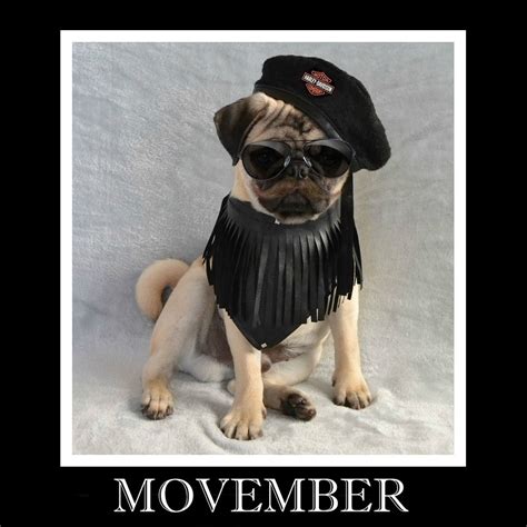 Movember Pug 'Grow Your Mo' by DaPuglet on DeviantArt