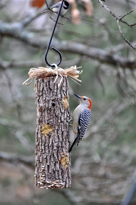 20 Homemade Bird Feeders To Welcome The Robins With