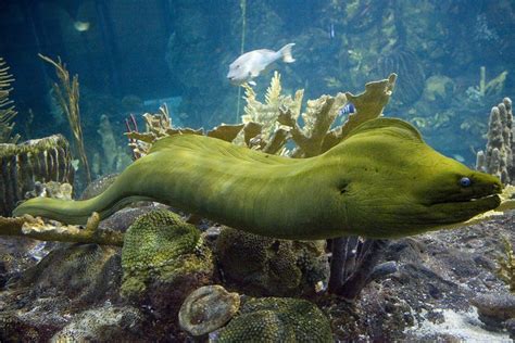 Green Moray Eel – RedSea Life