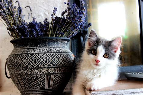 Is Lavender Safe for Cats? | Great Pet Care