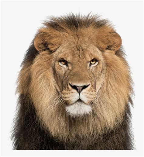 African Lion - Lion Face White Background Transparent PNG - 1029x841 ...